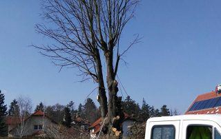 Baumfällung in Wien