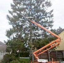 Baumschnitt oder Baumpflege in Wien
